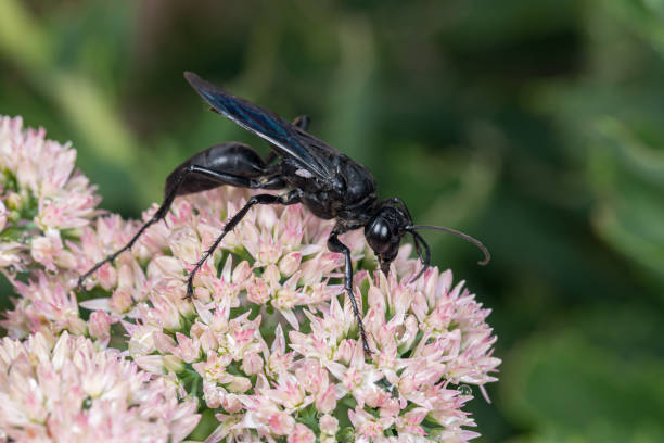 guepe noire butinant une fleur